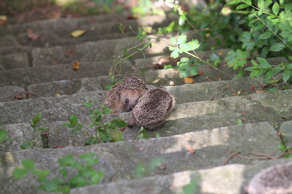 Zwei Igel beim Besteigen einer Treppe